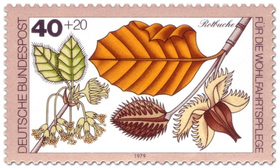 Stamp: Rotbuche Blatt und Frucht