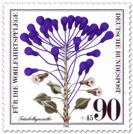 Stamp: Träubelhyazinthe (Wildkraut)