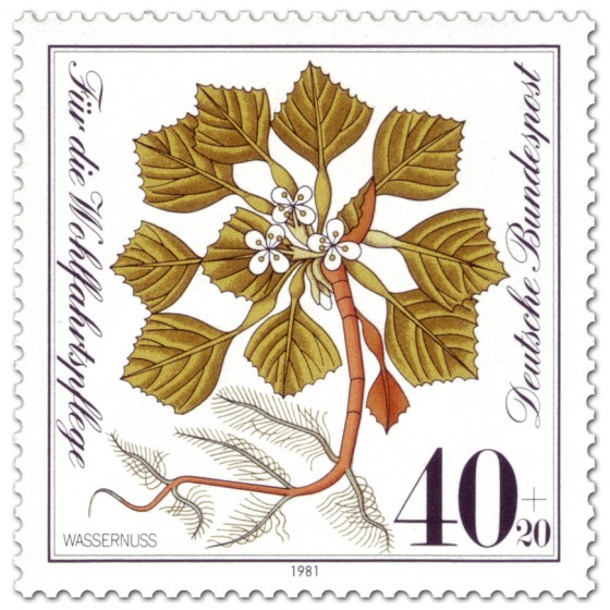 Stamp: Wassernuss (Pflanze)