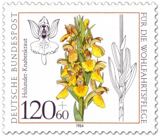 Stamp: Holunder Knabenkraut Orchidee